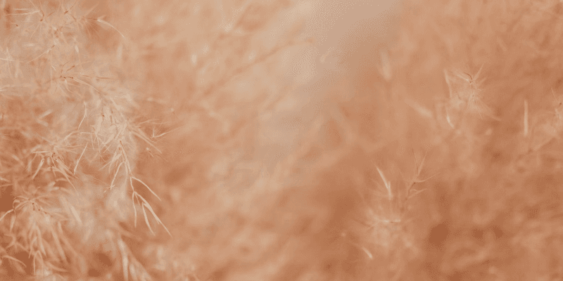 Soft peach-toned grass in warm light